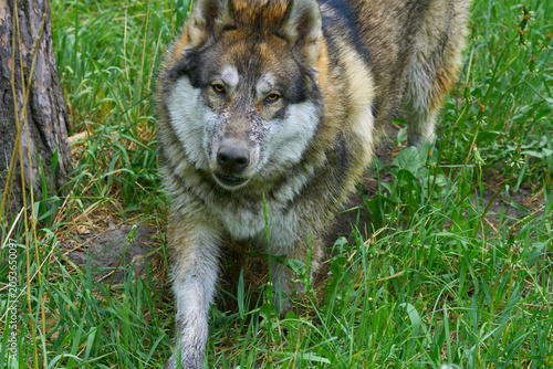 Laika dog hunting with a dirty muzzle after a swamp