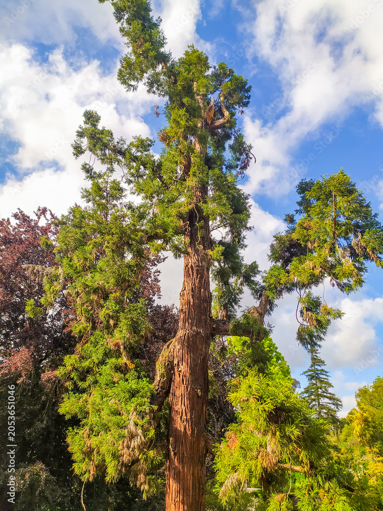 Fototapeta premium This majestic and ancient giant sequoia tree reaches high towards a vibrant blue sky filled with white clouds, symbolizing strength, growth, longevity, and environmental preservation.