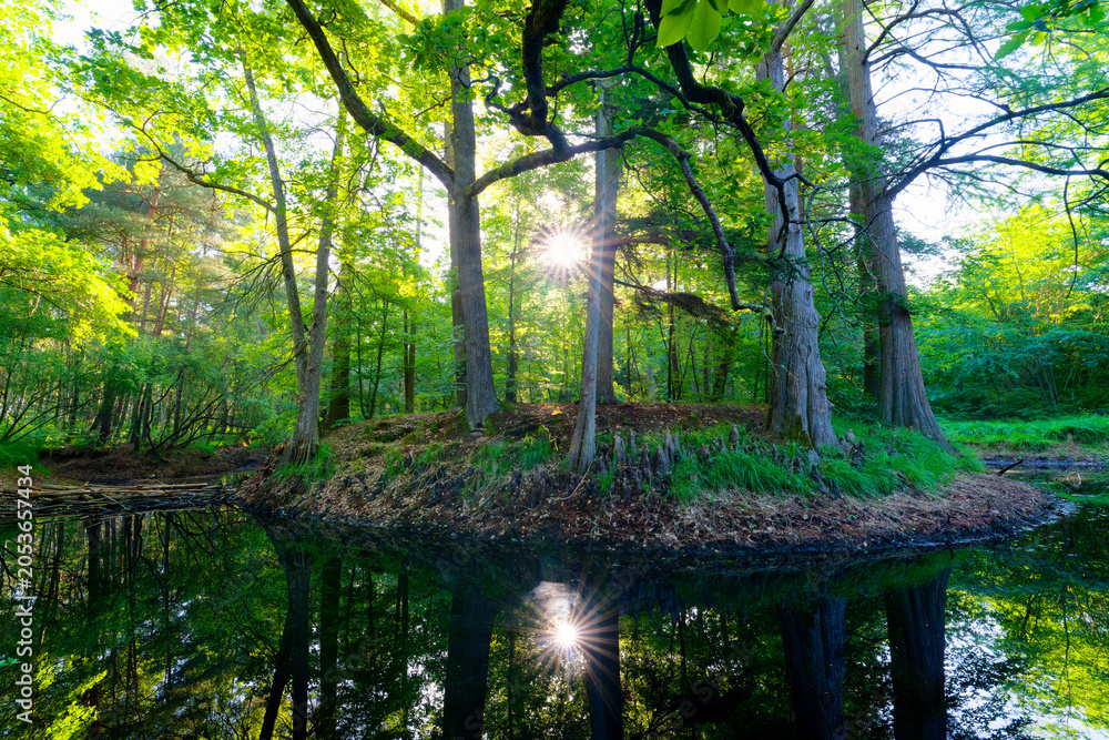 Obraz premium The Deer pond in Fontainebleau forest