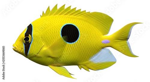 Bright yellow tropical fish with black ocellus spot tropical underwater aquarium wildlife
