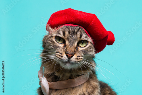 Fotografija A tabby cat with a commanding presence, wearing a red beret against a turquoise