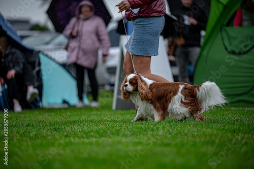 Fotografi Pies na wystawie . Spaniel . Cavalier king charles spaniel