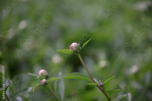 Close-up of a peony bud, peonies are getting ready to bloom. Beautiful peony bud with leaves. Blurred leaves background. Close-up of a pink peony flower bud