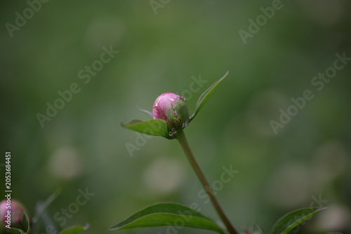 One Pink peony buds in the garden. Close up view of blooming peony buds. Gardening concept, green home garden. Landscape design. Peony bud with a hint of pink among lush foliage in spring garden