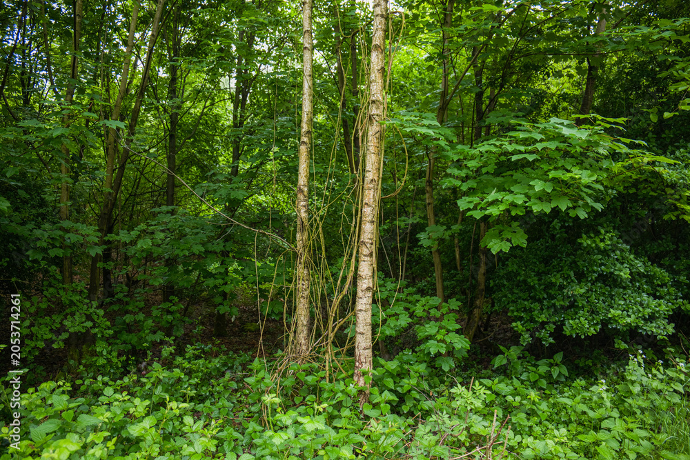 Obraz premium Green forest background with young birch trees covered in wild climbing vines and lush dense foliage in summer park