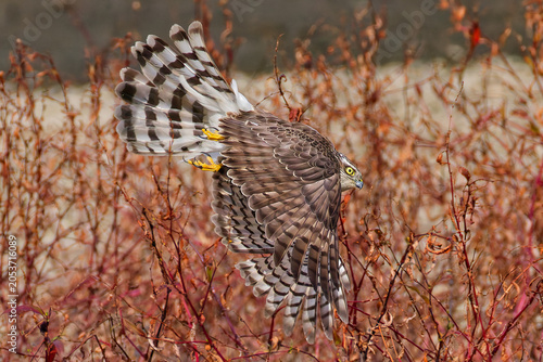 Schilderij op canvas カラスから逃げる時体勢を崩すハイタカ(Sparrow Hawk)幼鳥
