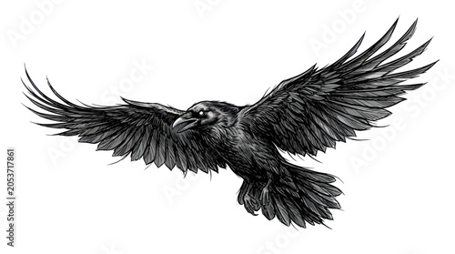Foto Detailed black and white raven in flight with spread wings