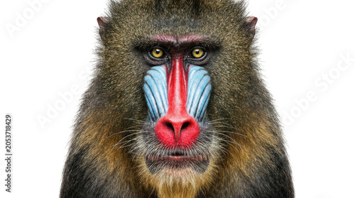 Close up portrait of a colorful mandrill monkey looking at the camera