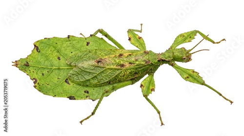 A detailed green leaf insect that looks like a real leaf crawling on a surface