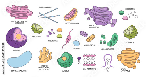 Cell organelles elements. Medical structure, biological functional unit, microscopic system, organs and tissues component, ribosomes and lysosome biology education concept, garish vector set