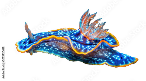 Vibrant blue nudibranch sea slug with yellow and orange patterns