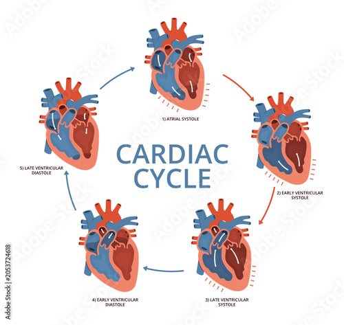 Cuadro en lienzo Cardiac cycle