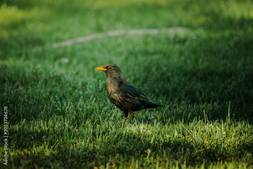 Fototapeta premium bird standing in a forest, beautiful green enviroment with blur background, animals with feathers