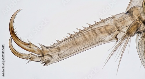 Extreme close up of Daphnia post abdominal claw showing fine pecten spines