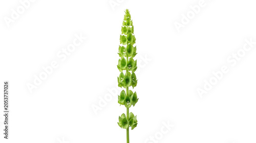 Single green bells of ireland flower stem isolated on a plain background