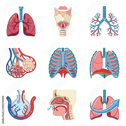 Cuadro en lienzo Human Respiratory System Anatomy Medical Illustrations Set.