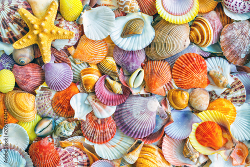 Fotografía Seashells background, lots of amazing seashells, coral and starfishes mixed