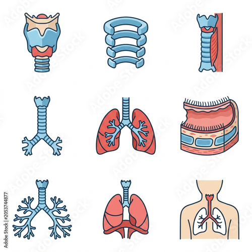 Vászonkép Human Respiratory System Anatomy Icons Set.