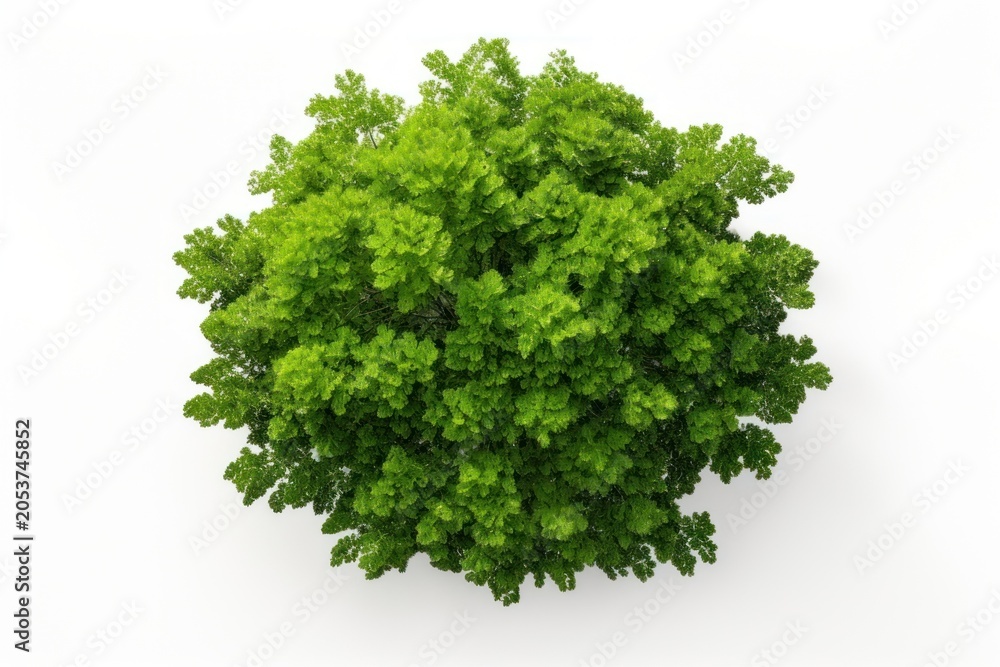 Fototapeta premium Green tree parsley plant herbs.