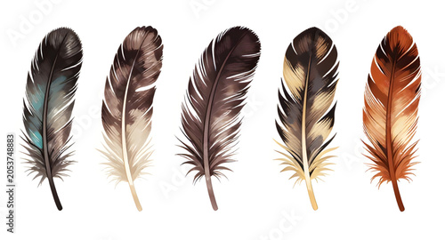 Foto feather, birdfeather, featherillustration, bird, plume, quill, wing, avian, natu
