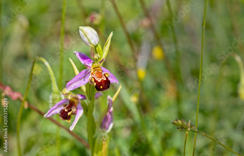 Bee Orchid (Ophrys apifera) flowering at Green Down, Somerset, UK.