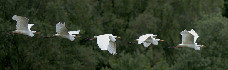 A photostitch of  five photos of a a flying Great Egret (Ardea alba), RSPB Ham Wall, Somerset, UK.