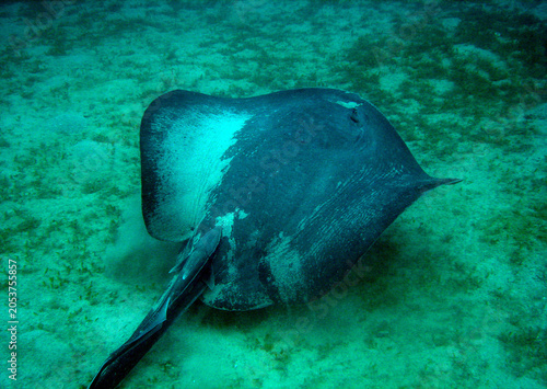 Bild auf Leinwand Large southern stingray swimming over a sandy and grassy seabed in tropical wate