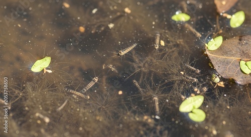Dirty Stagnant Water Puddle Filled with Mosquito Larvae