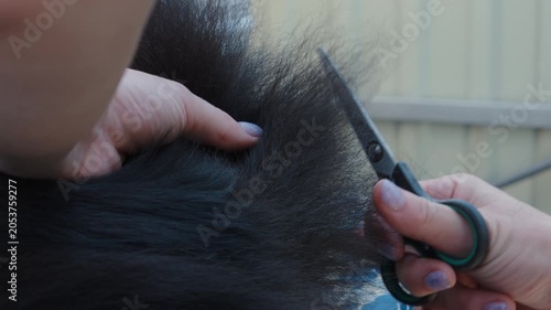 Person Trimming Black Dog Fur with Scissors