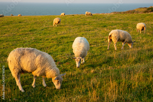 sheep at the french coast in Nord pas de Calais