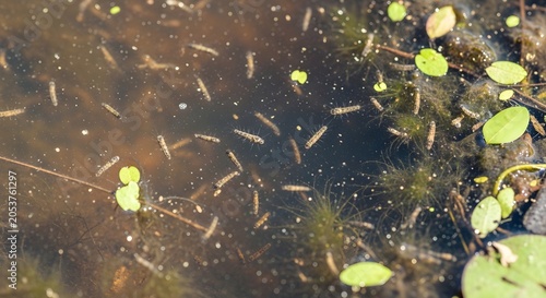 Mosquito Larvae Swarming in Dirty Stagnant Water