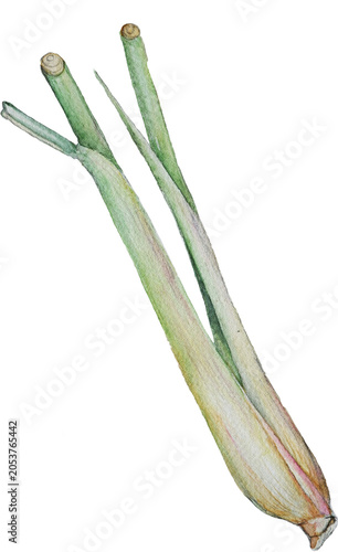 Watercolor Lemongrass Isolated on White Background Hand Painted Botanical Illustration