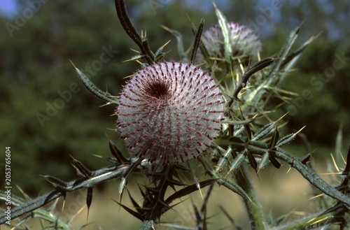 Cuadro en lienzo Crisium eriophorum or  woolly thistle