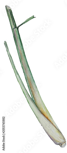 Watercolor Lemongrass Isolated on White Background Hand Painted Botanical Illustration