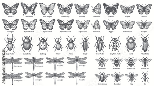 Foto Vintage collection of hand drawn insects and butterflies