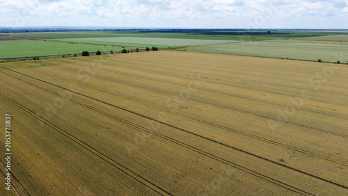 Фотография ripe wheat fields in vojvodina province, drone photography