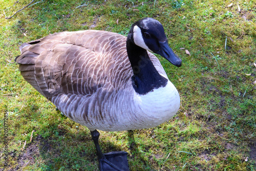 Side view portrait of a Canada goose walking on green grass in the wild .