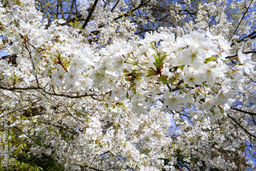 Stunning Yoshino cherry blossom branch with delicate spring flowers in sunlight
 .  blooming cherry tree