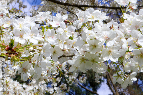  Stunning Yoshino cherry blossom branch with delicate spring flowers in sunlight
  .cherry tree blossom