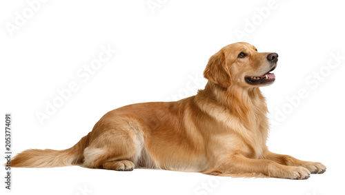 Vászonkép Golden Retriever dog lying down, looking to the side