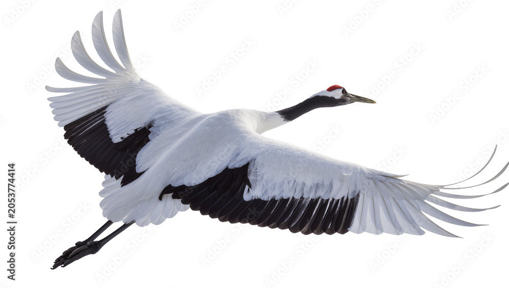 Fototapeta premium Red-crowned crane bird flying with wings spread wide