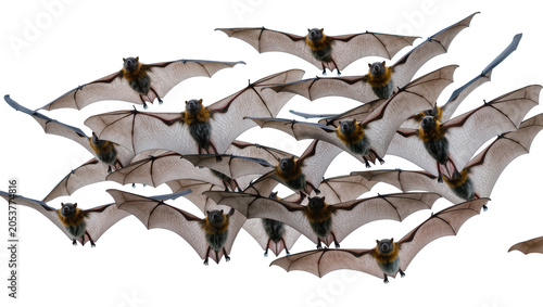 Obraz na plátne Flock of bats flying with wings spread