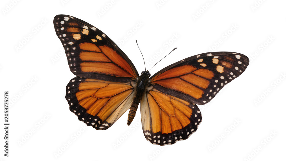 Obraz premium Monarch butterfly with orange black, and white wings