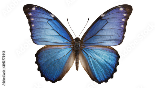 Bild auf Leinwand Blue Morpho Butterfly with Iridescent Wings