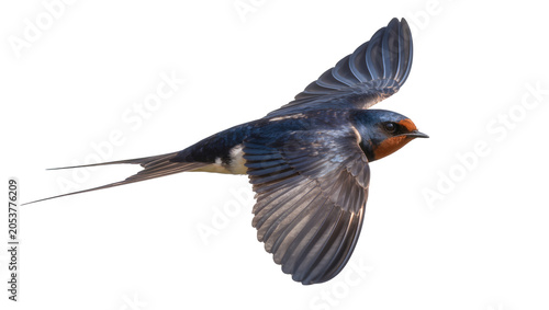 Cuadro en lienzo Barn swallow bird in flight with wings spread