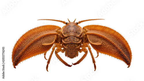 Foto Orange crustacean with large fan-like appendages