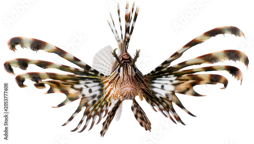 Foto Lionfish with spread fins and striped pattern
