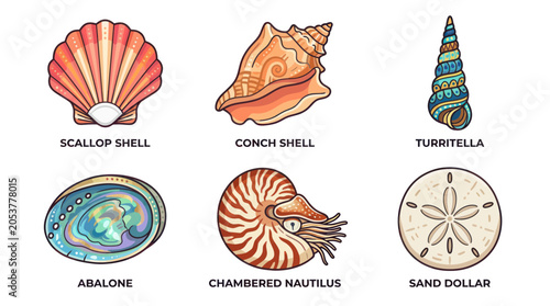 Bild auf Leinwand Collection of colorful sea shells and marine creatures