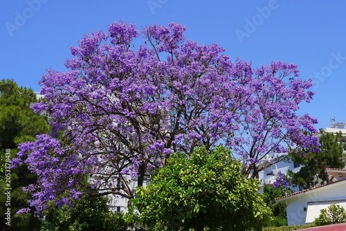 Fotografie A blooming jacaranda mimosifolia tree
