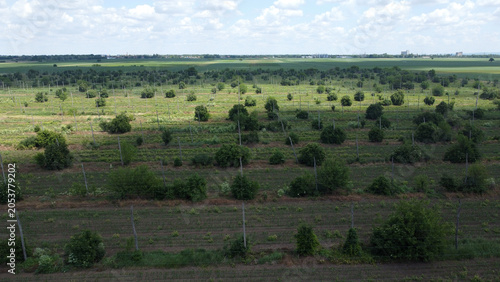 Bild auf Leinwand agricultural fields in the spring in vojvodina province, drone photography